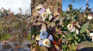 Foto-para-nota-arandanos-3-big-1