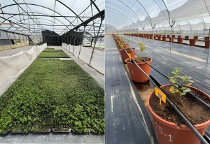 Fotos-Notas-destacadas-arandanos-BIG