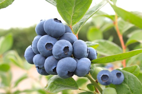 MegasBlue_Blueberry_Fruit(5)
