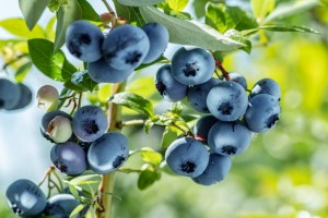 Ripe,Blueberries,(bilberry),On,A,Blueberry,Bush,On,A,Nature