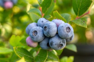 Blueberry,Farm,With,Bunch,Of,Ripe,Fruits,On,Tree,During