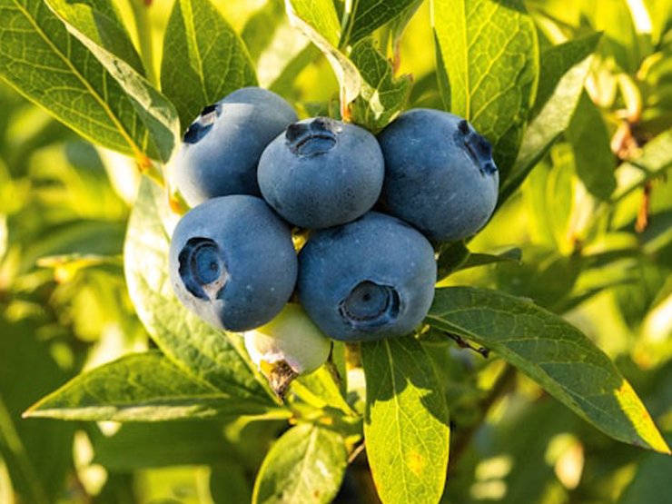 imagen noticia Web 13-06